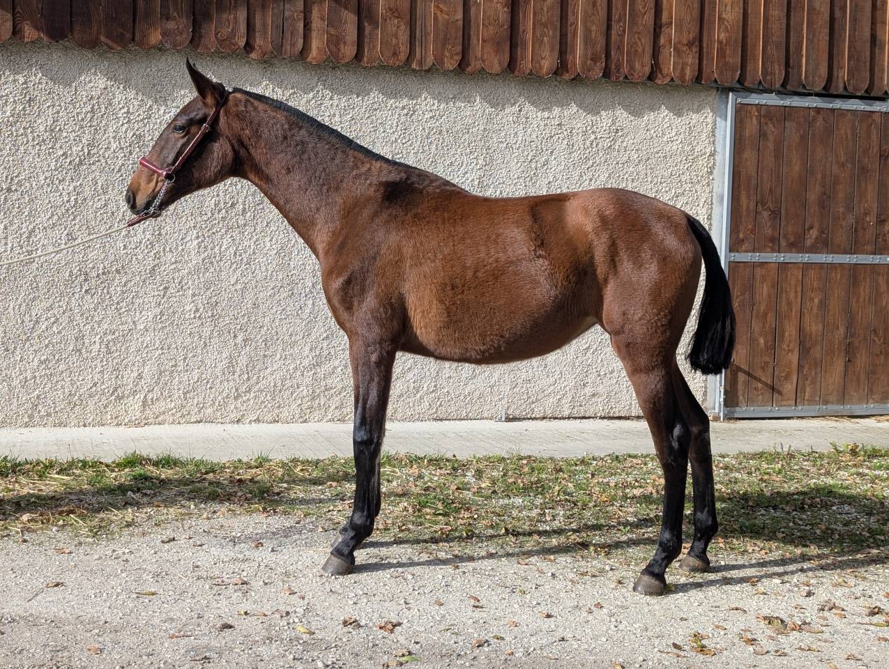 Mare PRE Pure Spanish Bred For sale 2024 Bay
