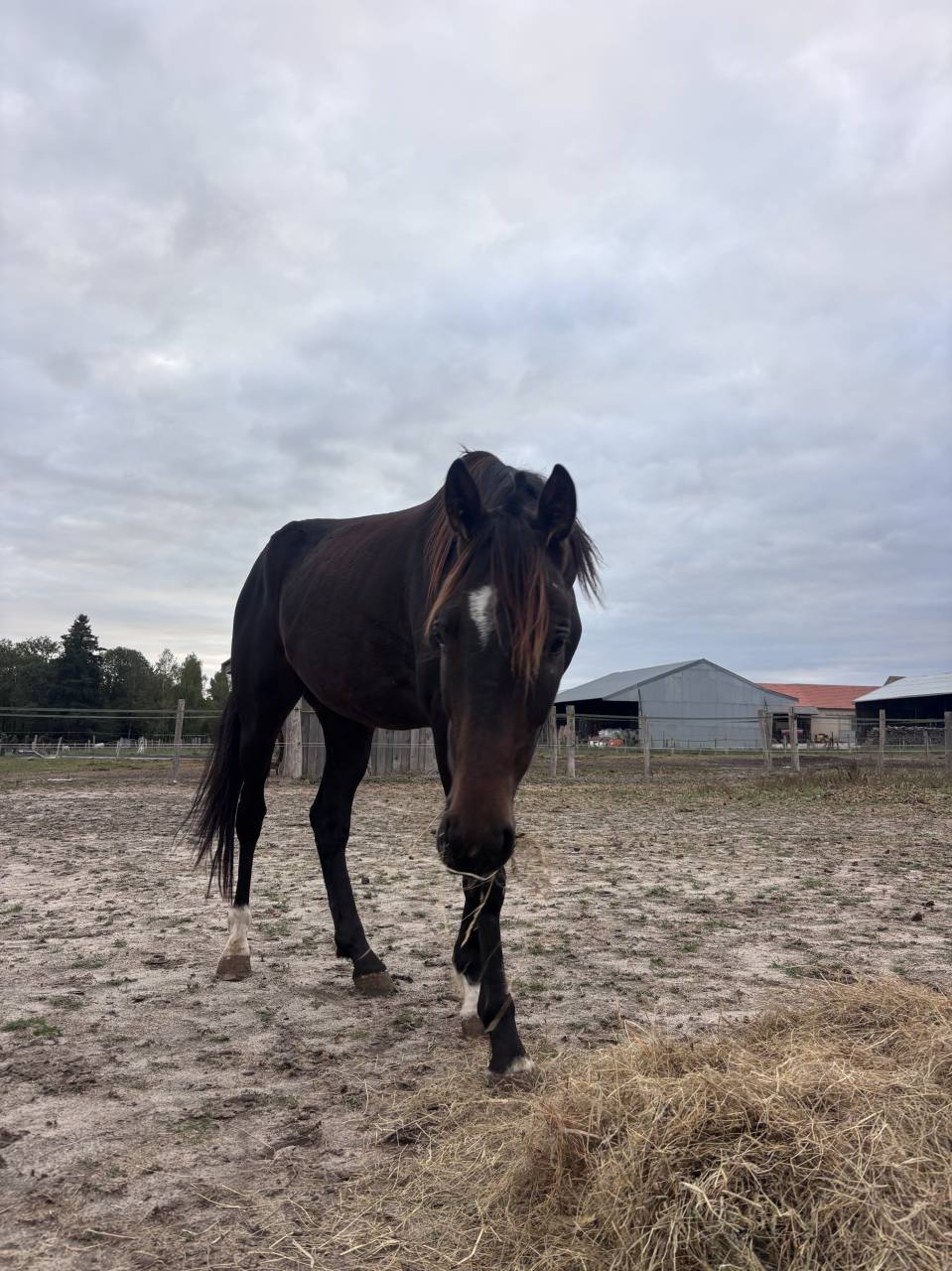 Gelding French Trotter For sale 2022 Dark Bay