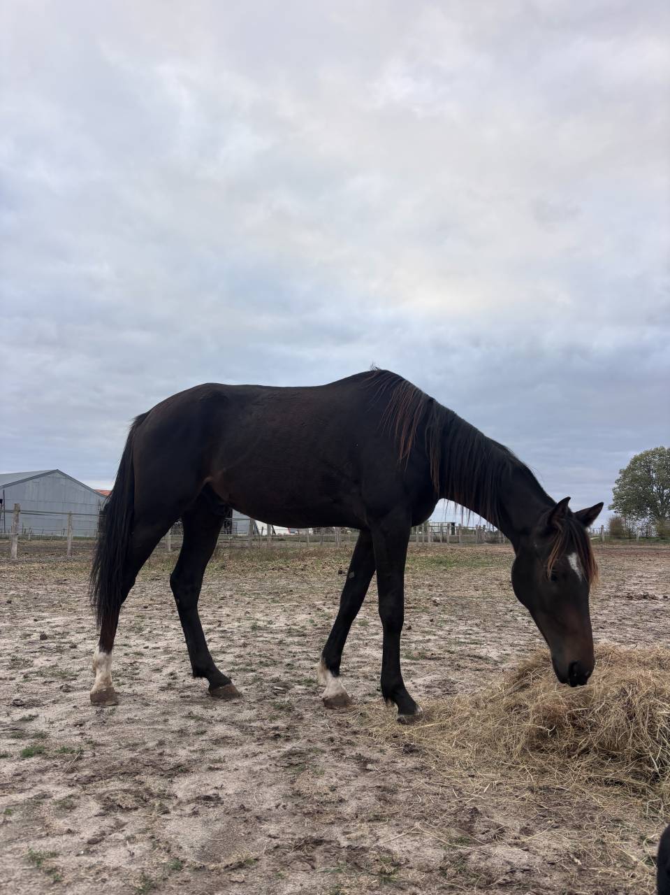 Gelding French Trotter For sale 2022 Dark Bay