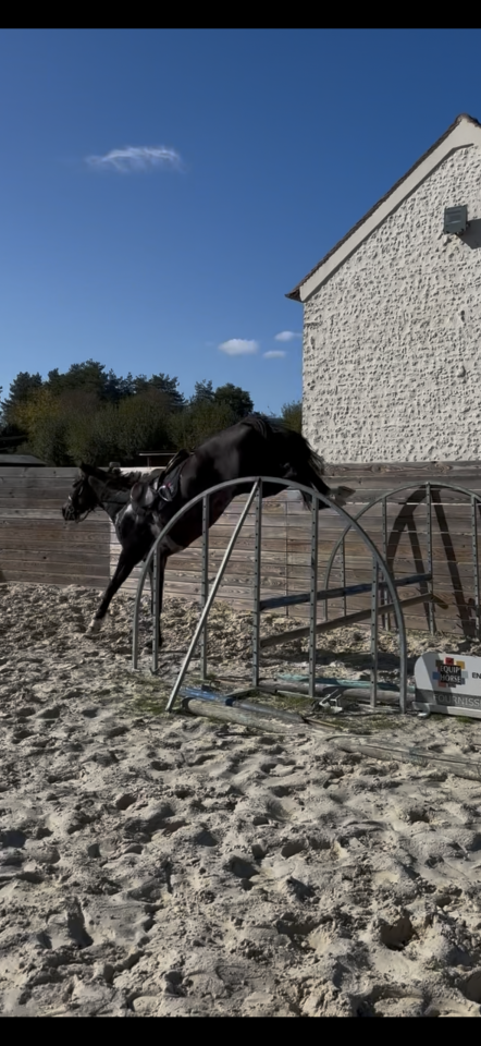 Gelding French Trotter For sale 2022 Dark Bay