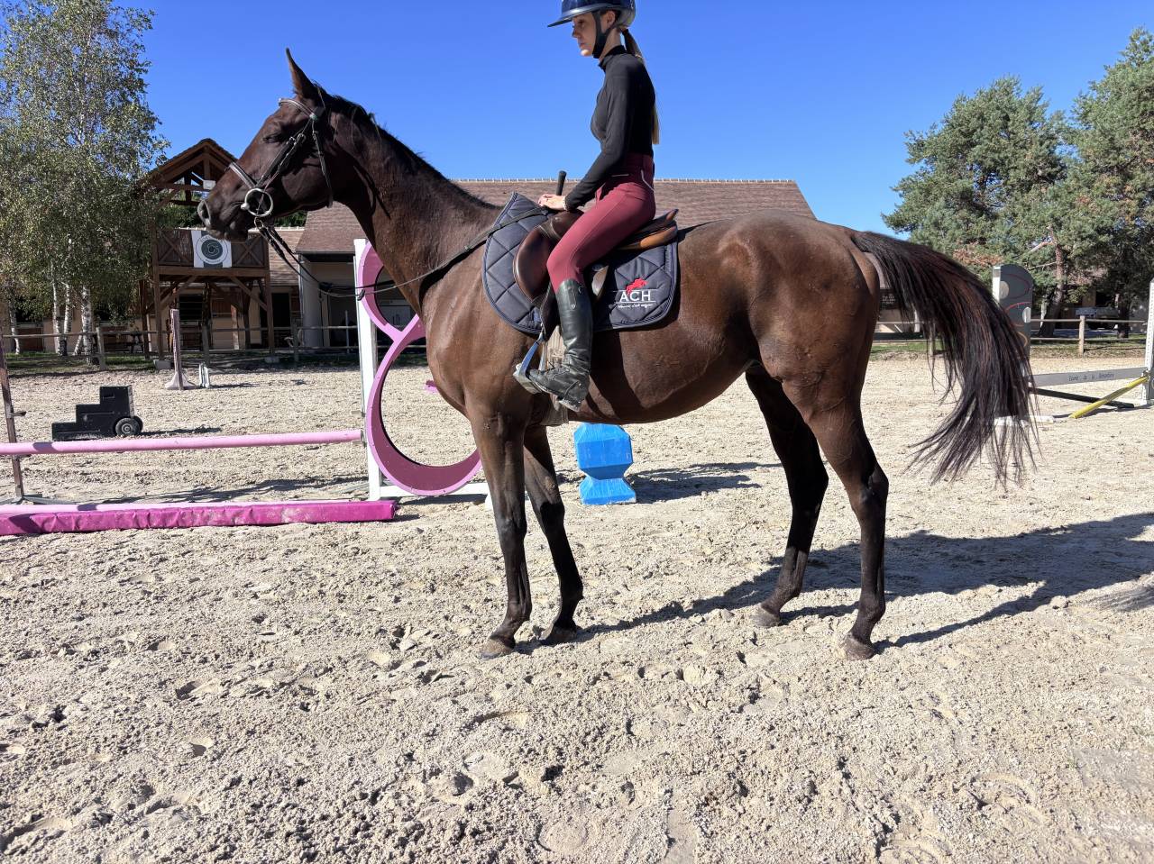 Gelding Thoroughbred For sale 2021 Bay