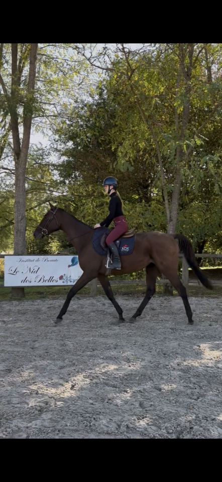 Gelding Thoroughbred For sale 2021 Bay