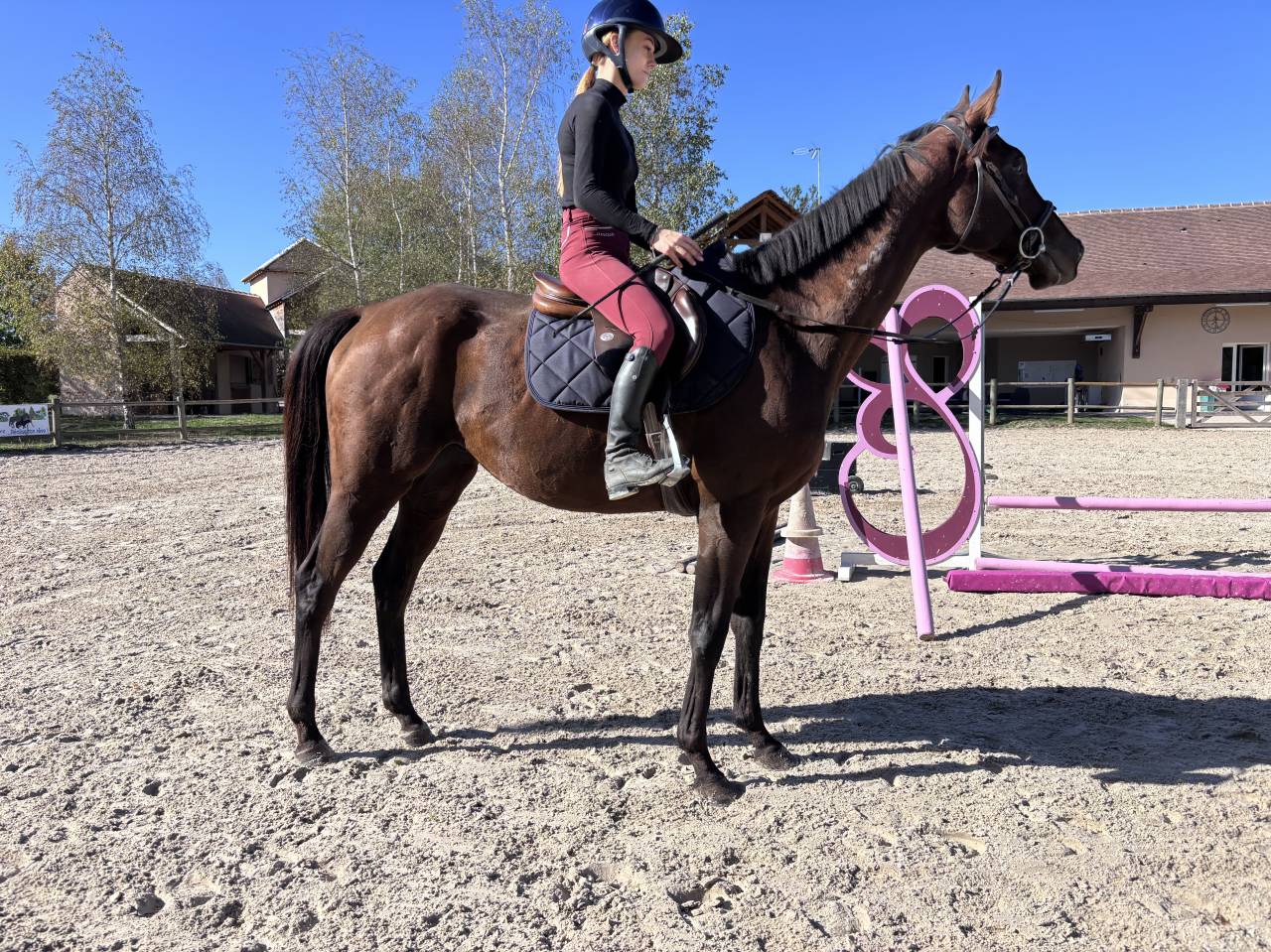Gelding Thoroughbred For sale 2021 Bay