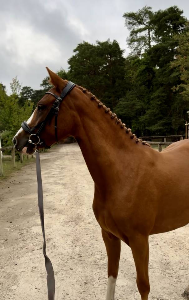 Mare French Saddle Pony For sale 2023 Chesnut