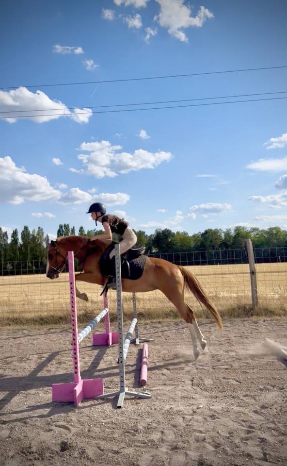 Mare French Saddle Pony For sale 2023 Chesnut