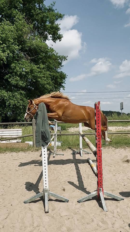 Mare French Saddle Pony For sale 2023 Chesnut