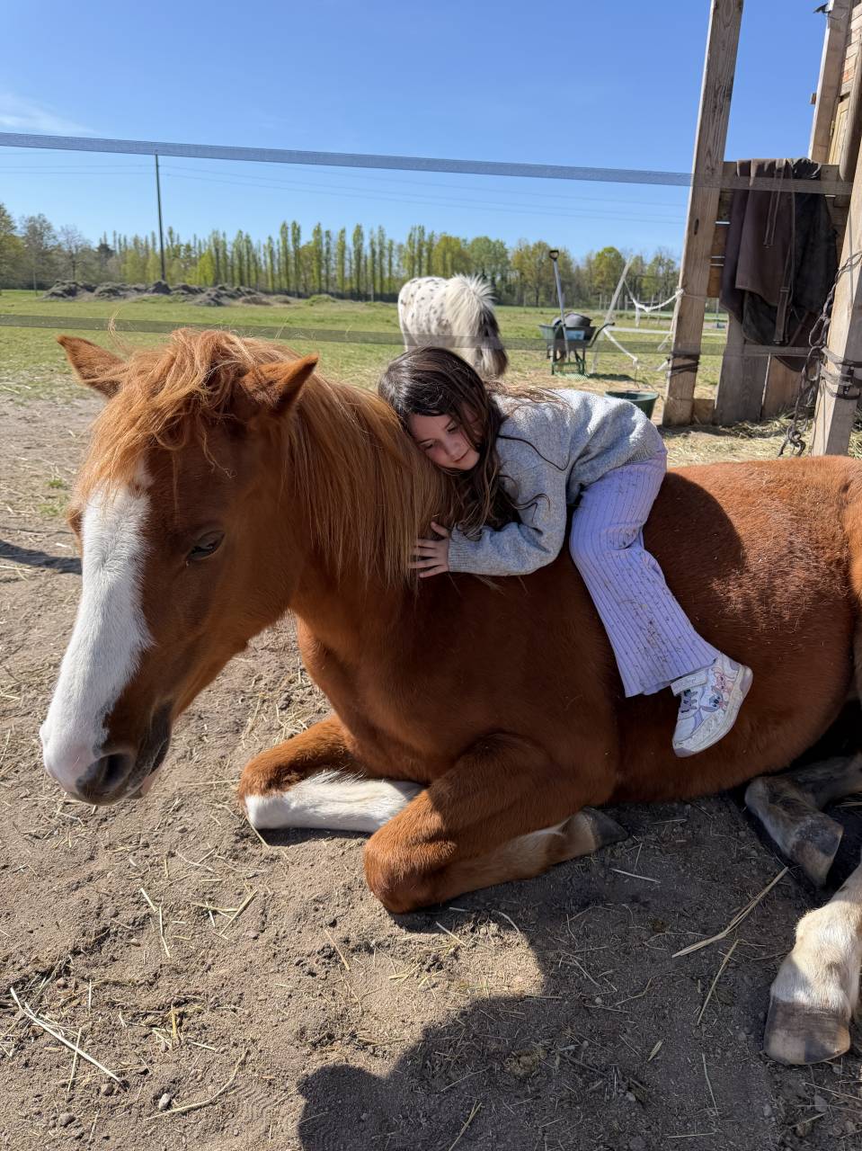 Mare French Saddle Pony For sale 2023 Chesnut