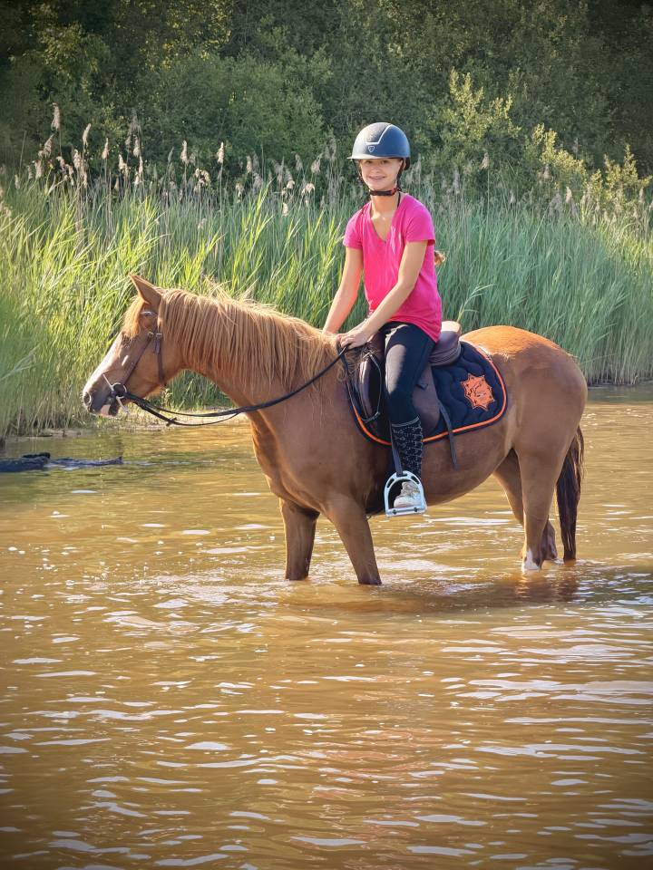 Mare French Saddle Pony For sale 2023 Chesnut
