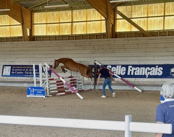 Mare French Saddle Pony For sale 2023 Chesnut