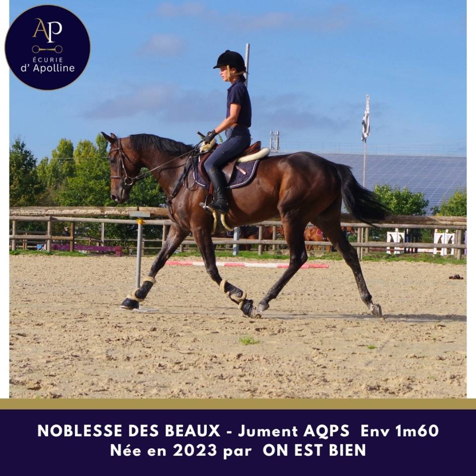 Mare AQPS For sale 2023 Bay