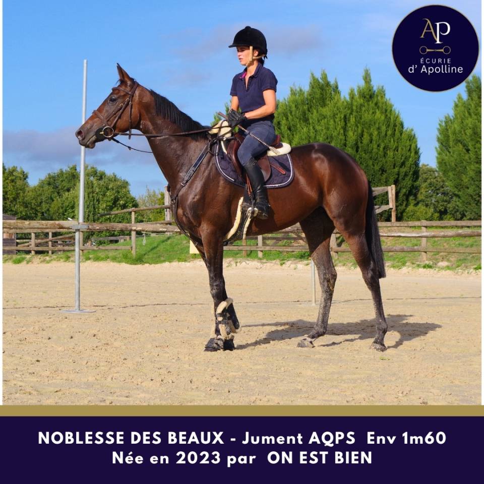 Mare AQPS For sale 2023 Bay
