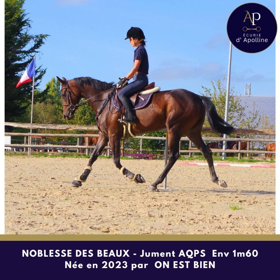 Mare AQPS For sale 2023 Bay