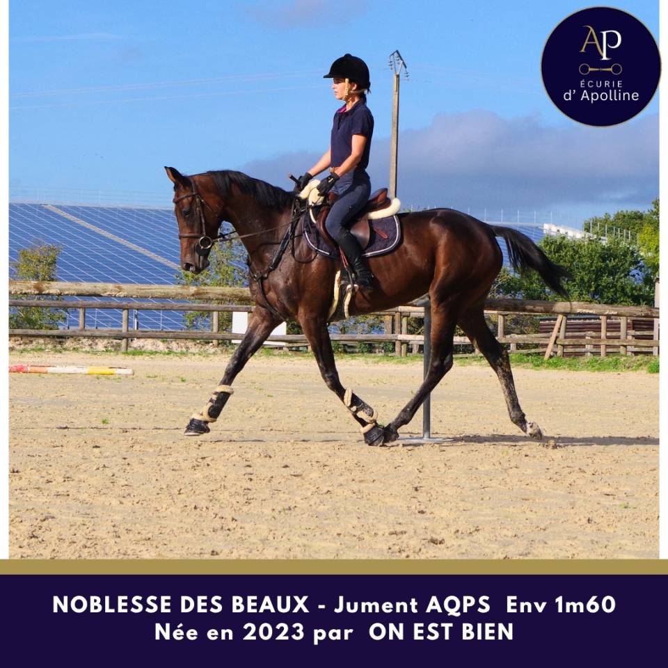 Mare AQPS For sale 2023 Bay