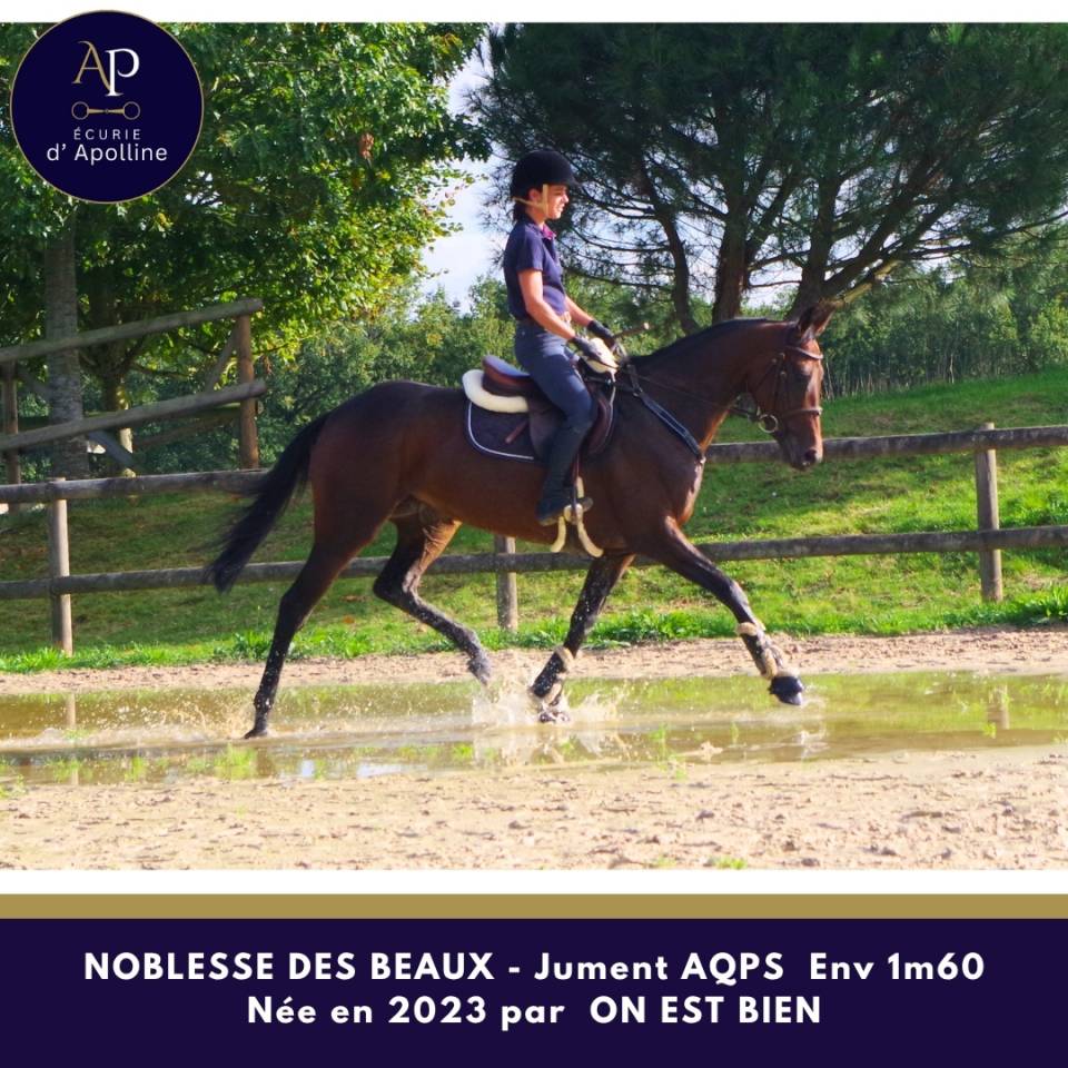Mare AQPS For sale 2023 Bay