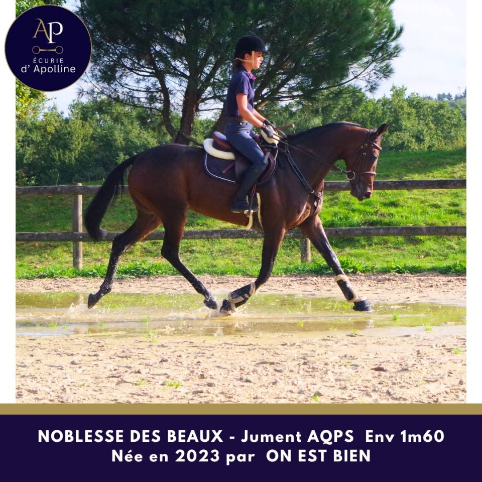 Mare AQPS For sale 2023 Bay