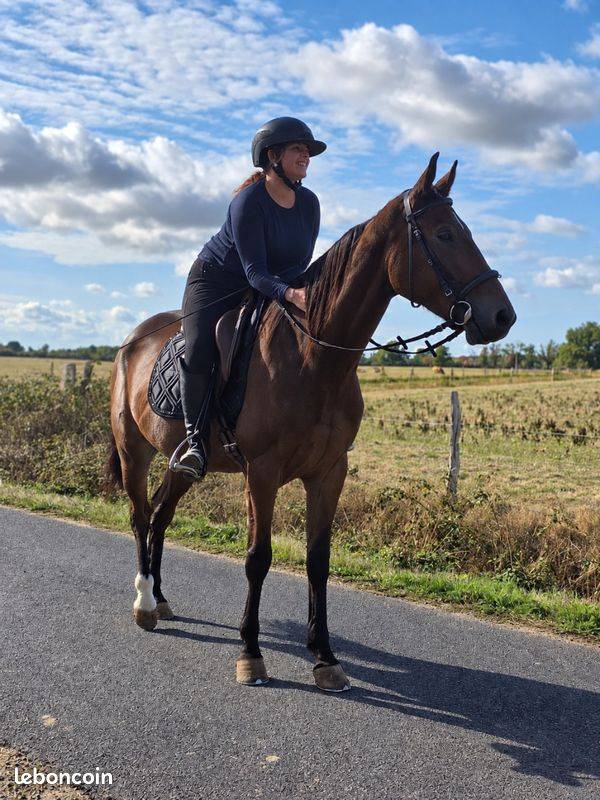 Gelding French Trotter For sale 2021 Bay