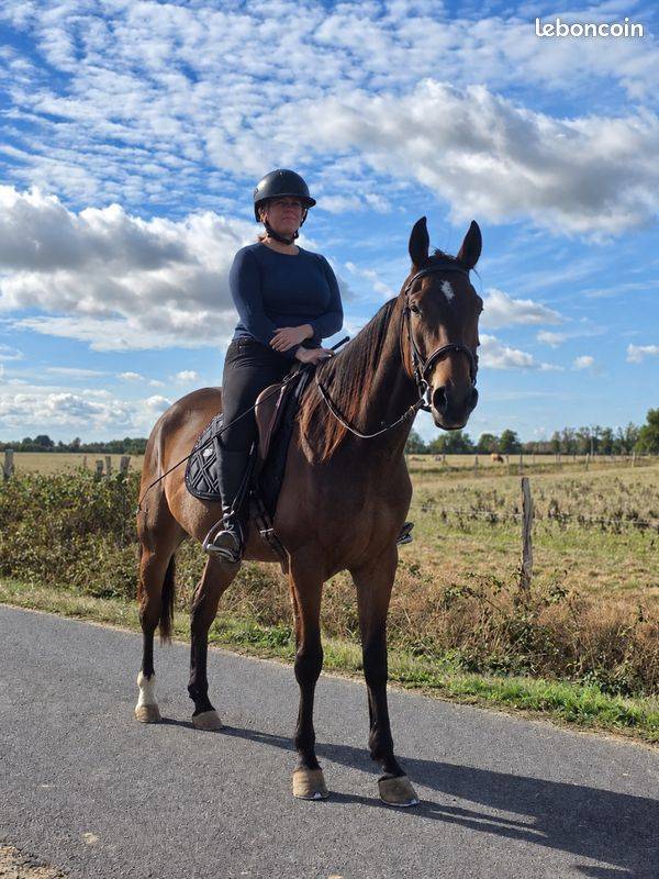 Gelding French Trotter For sale 2021 Bay