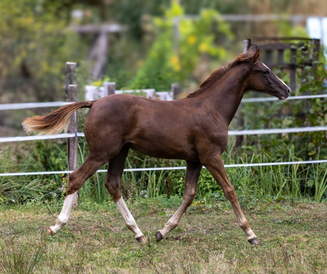Colt Selle Fran&ccedil;ais For sale 2026 Liver chestnut