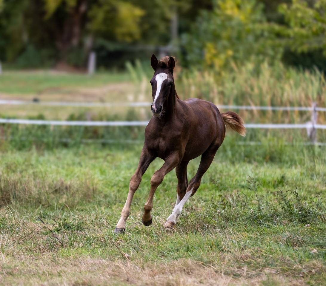Colt Selle Fran&ccedil;ais For sale 2026 Liver chestnut