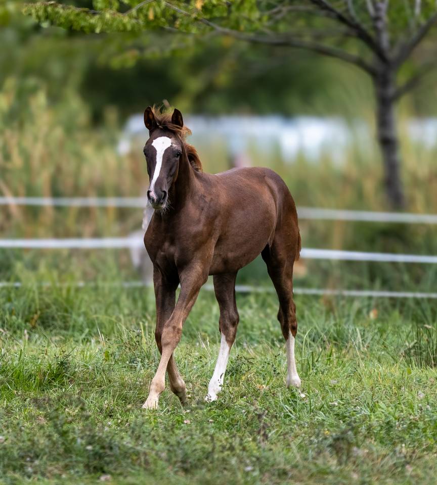 Colt Selle Fran&ccedil;ais For sale 2026 Liver chestnut