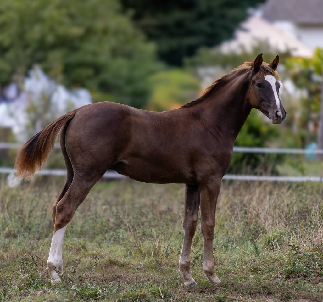Colt Selle Fran&ccedil;ais For sale 2026 Liver chestnut