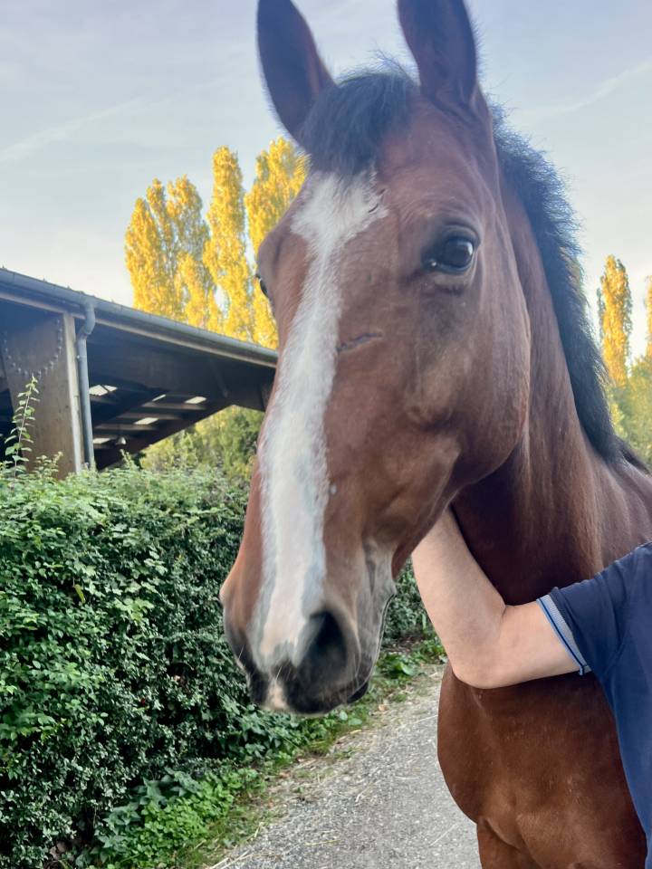 Gelding Selle Fran&ccedil;ais For sale 2019 Bay