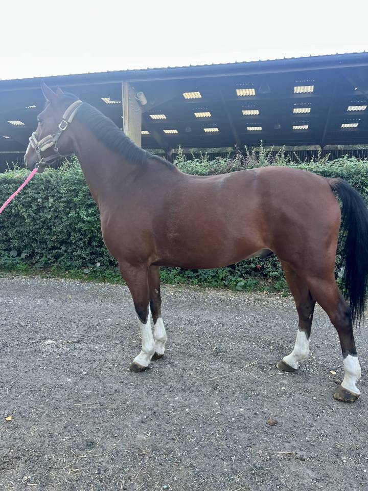 Gelding Selle Fran&ccedil;ais For sale 2019 Bay
