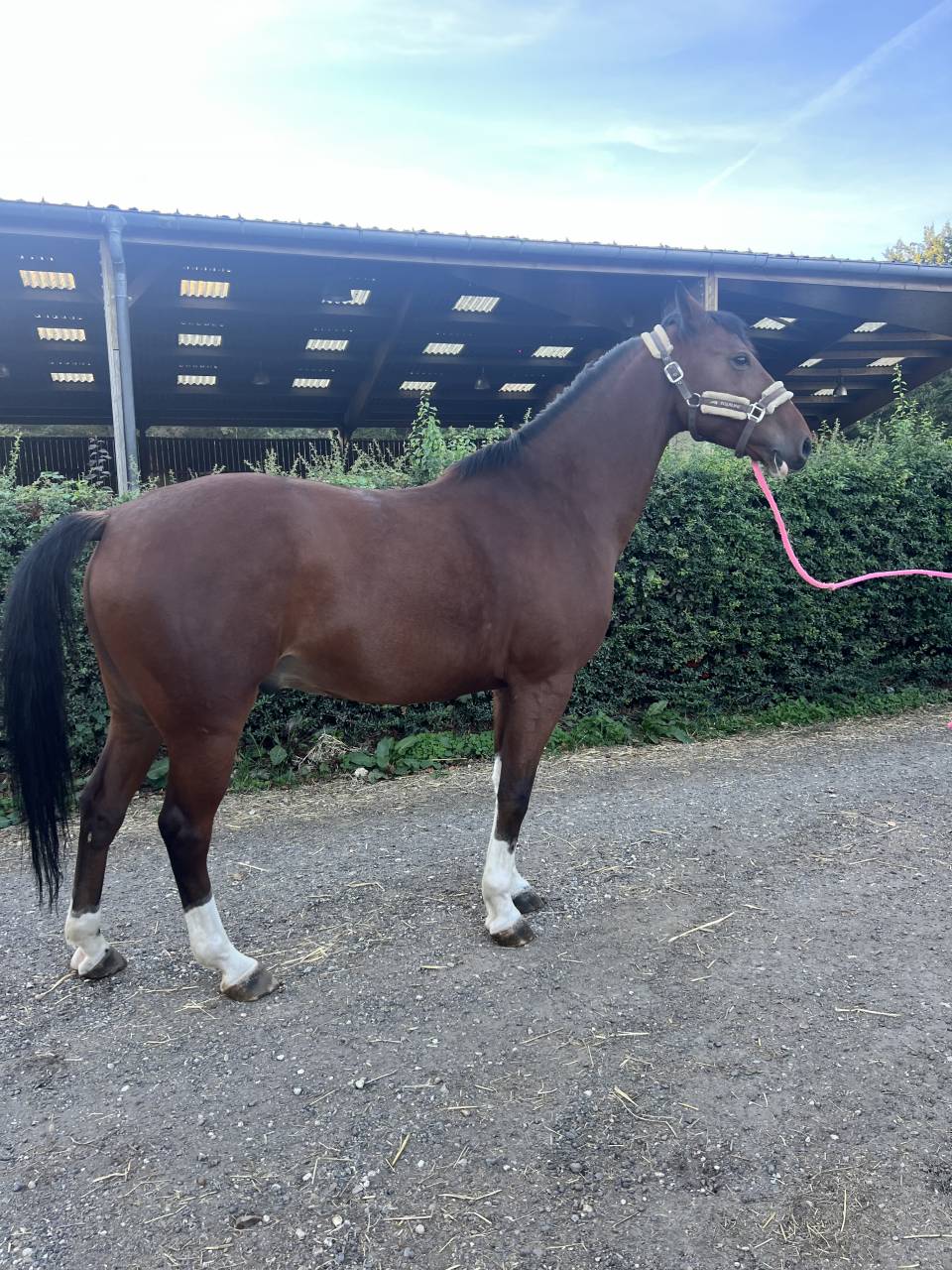 Gelding Selle Fran&ccedil;ais For sale 2019 Bay