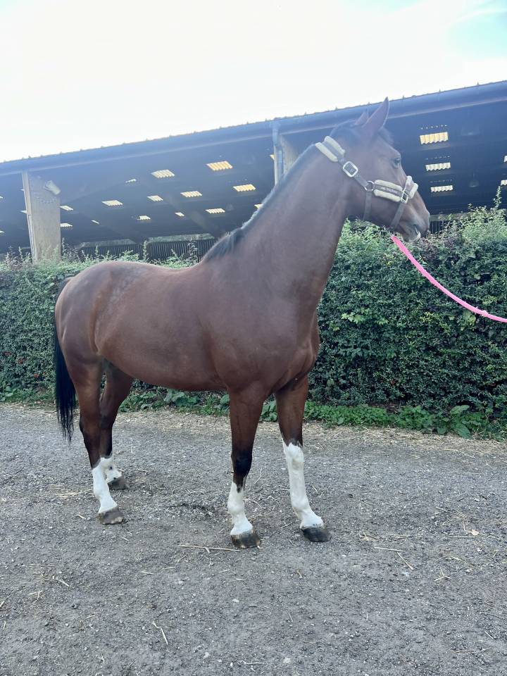 Gelding Selle Fran&ccedil;ais For sale 2019 Bay