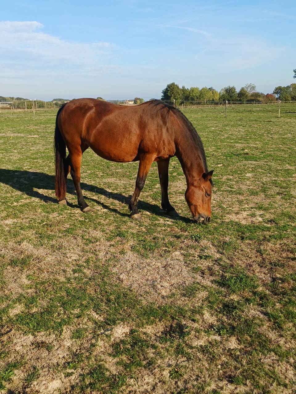 Mare French Saddle Pony For sale 2008 Bay