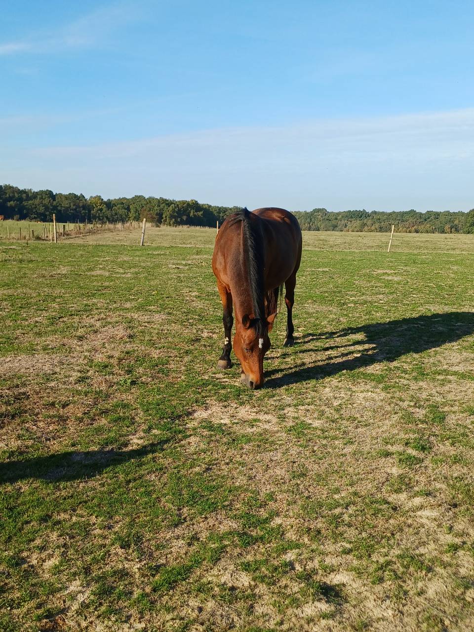 Mare French Saddle Pony For sale 2008 Bay