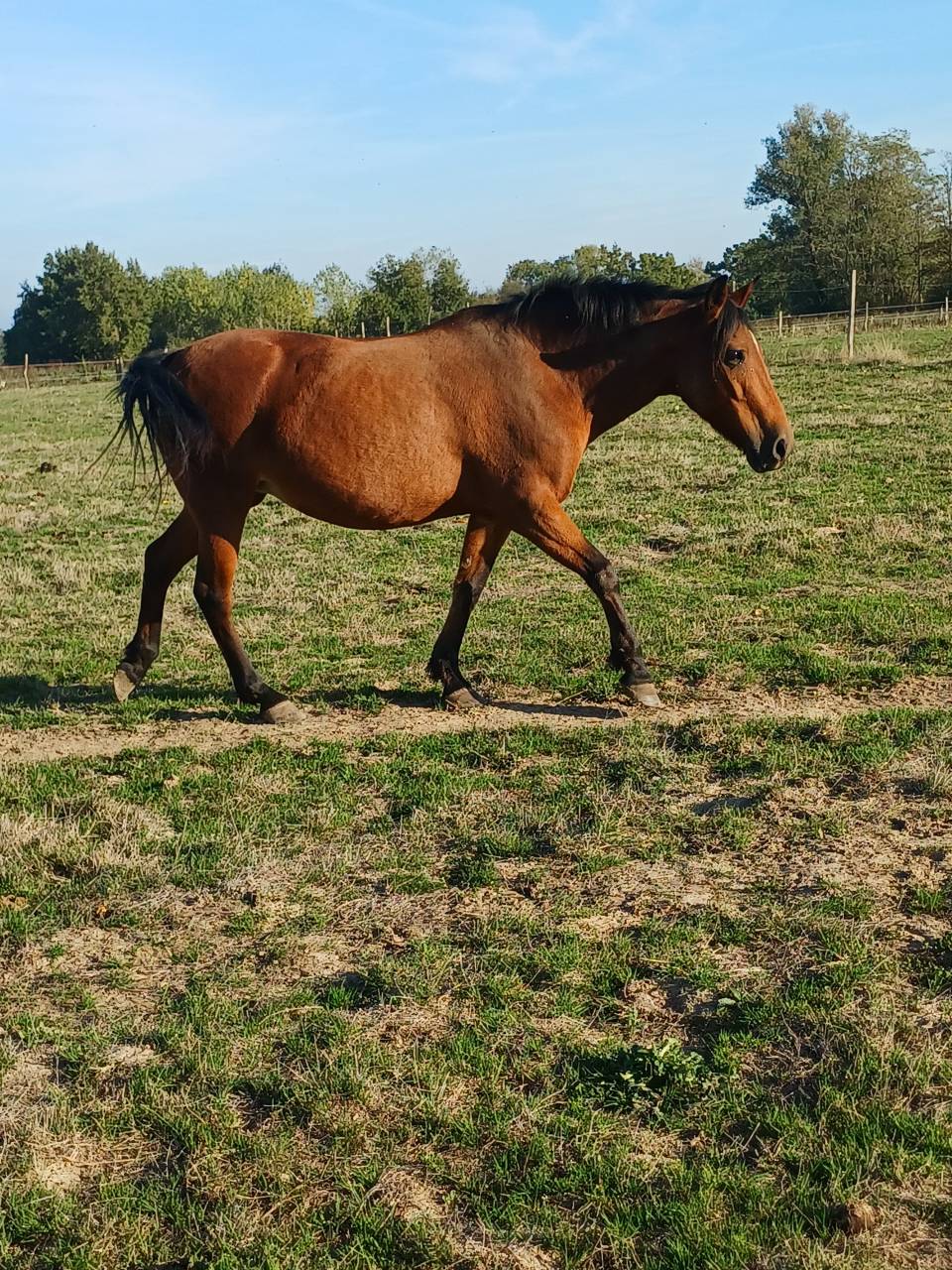 Mare New Forest For sale 2012 Bay