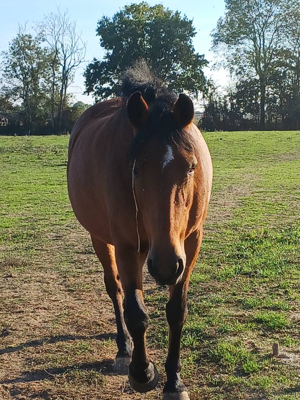 Mare New Forest For sale 2012 Bay