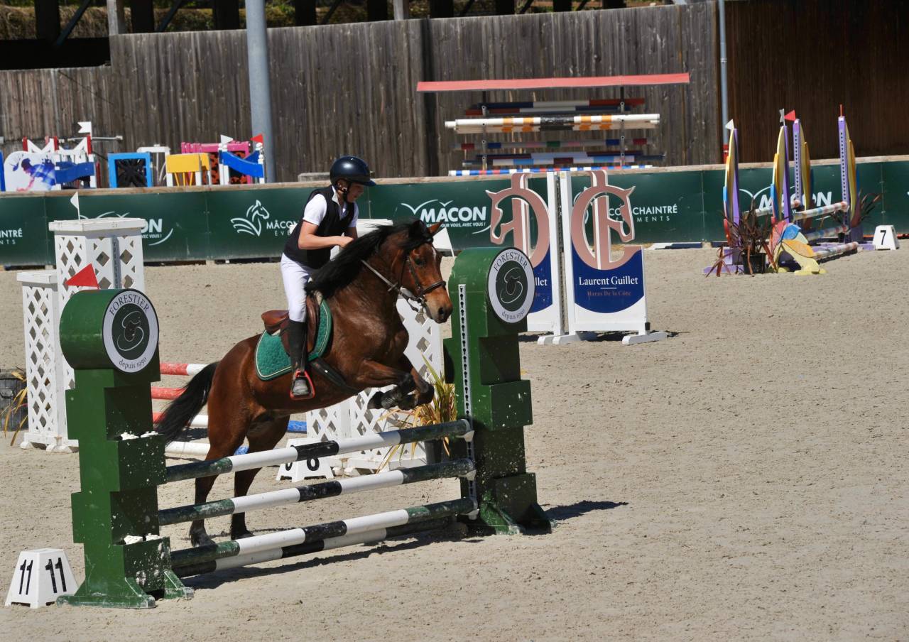Mare New Forest For sale 2012 Bay