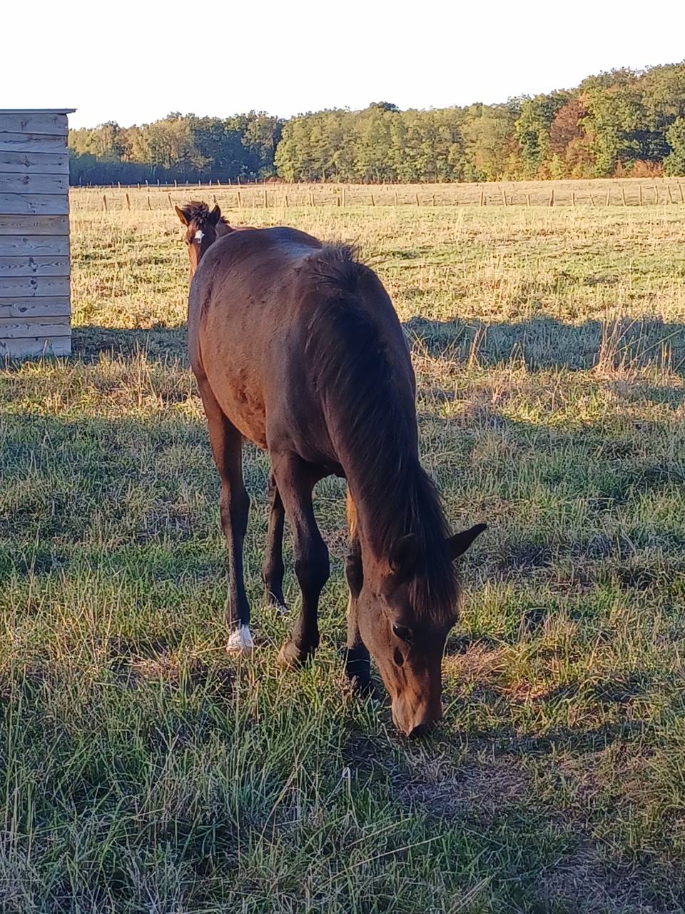 Entire New Forest For sale 2026 Bay