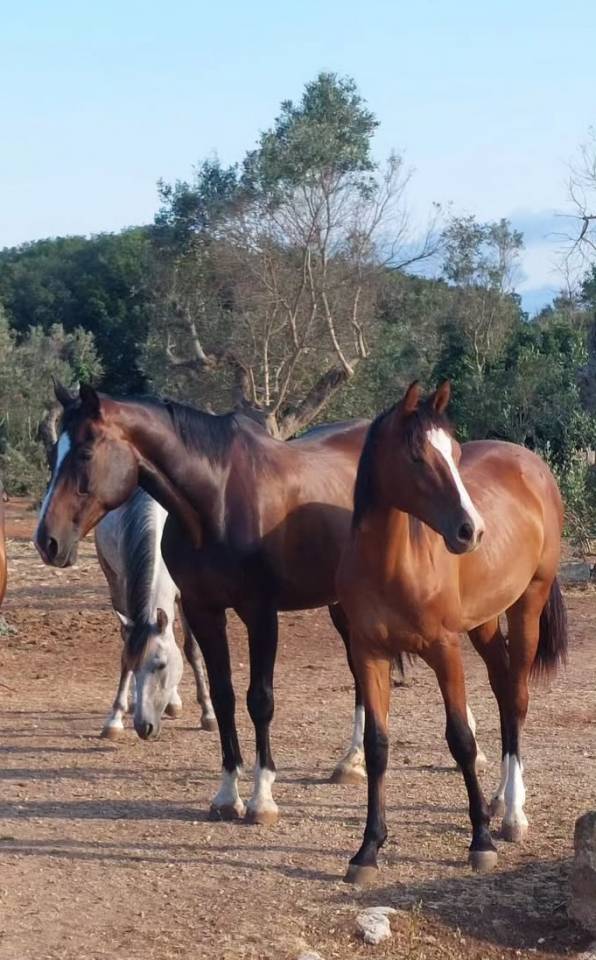 Filly Cheval de Selle Italien For sale 2025 Bay