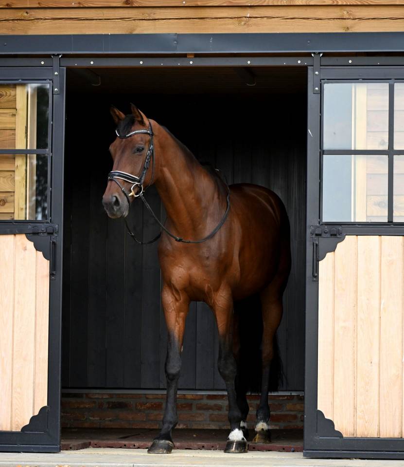 Gelding KWPN Dutch Warmblood For sale 2017 Bay