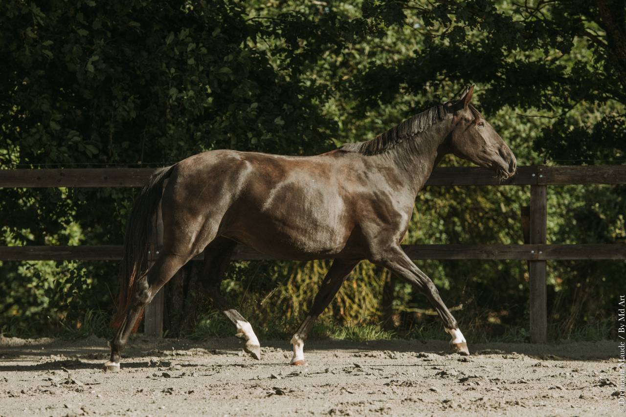 Mare Lusitano For sale 2022 Black