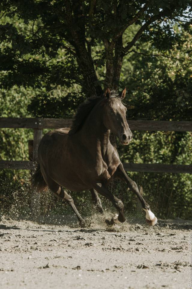 Mare Lusitano For sale 2022 Black