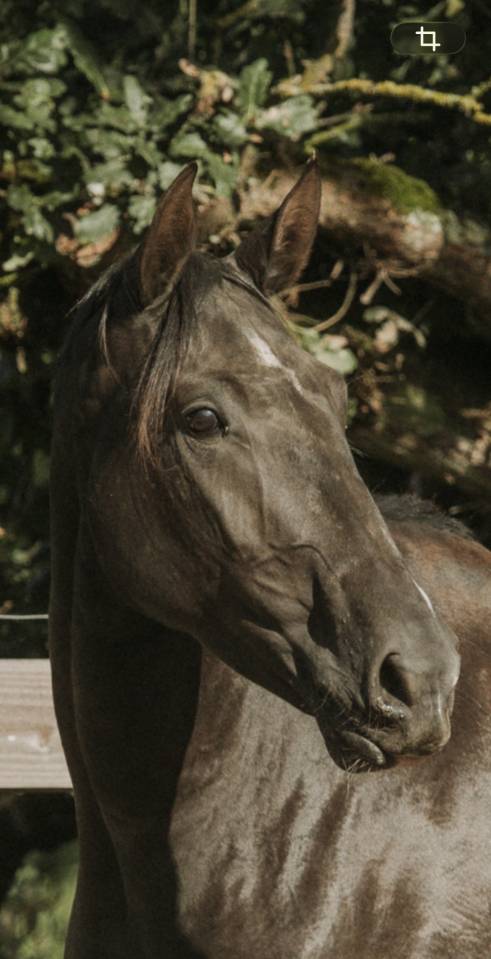Mare Lusitano For sale 2022 Black