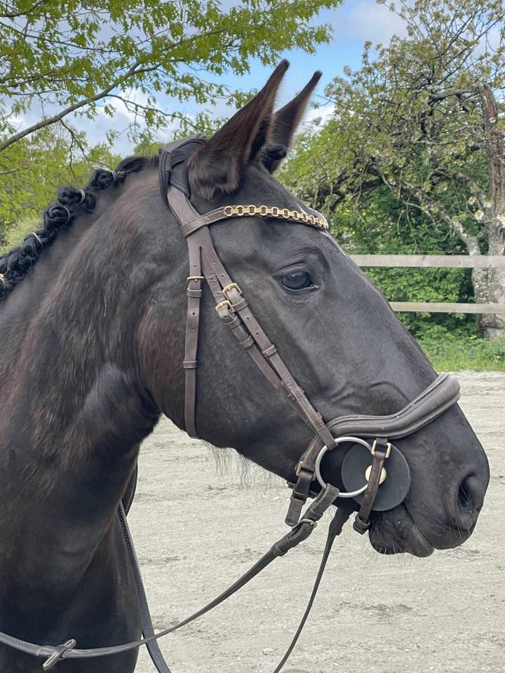 Mare Lusitano For sale 2022 Black