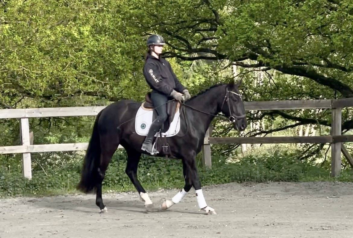 Mare Lusitano For sale 2022 Black