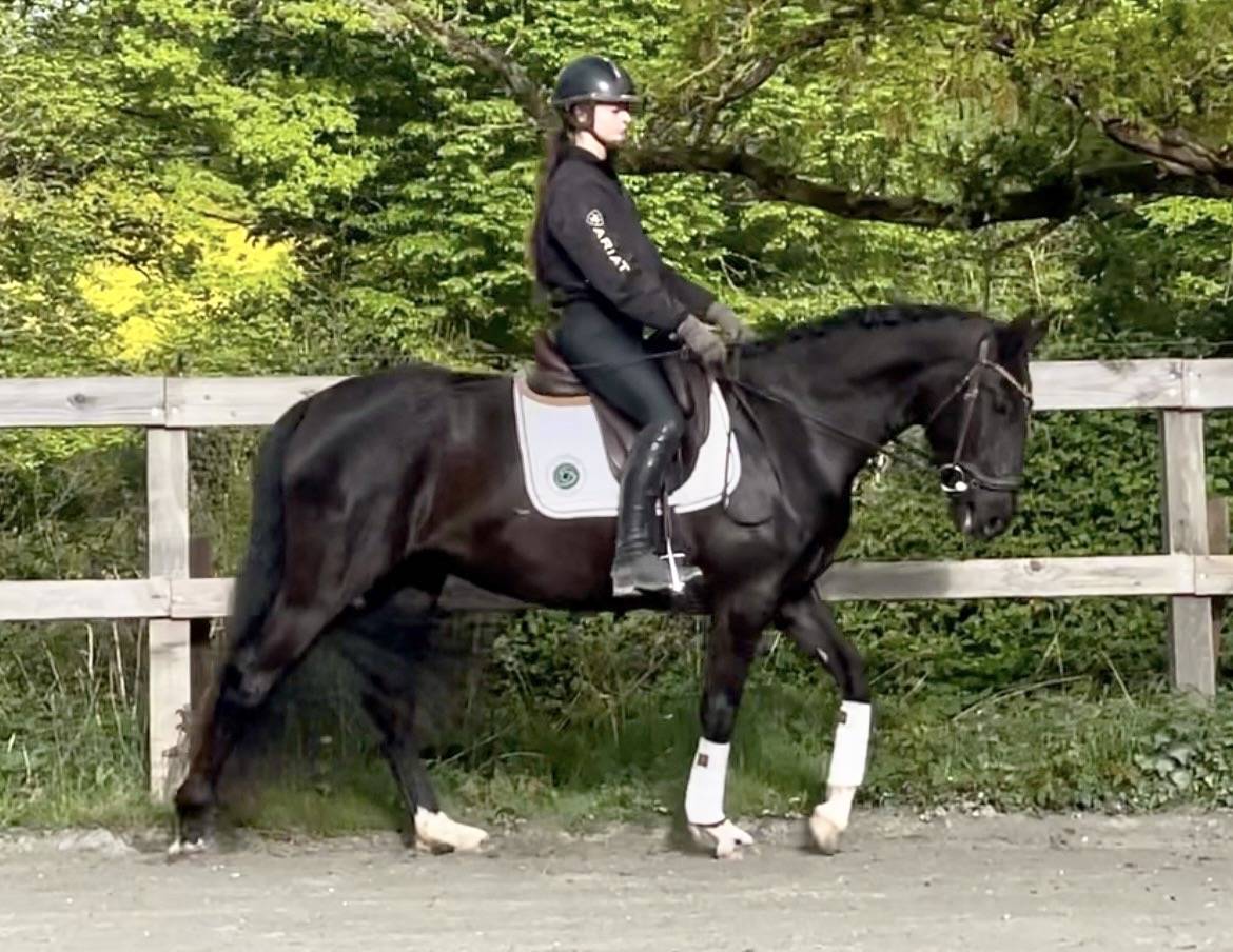 Mare Lusitano For sale 2022 Black