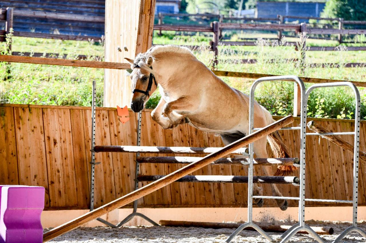 Mare Fjord For sale 2022 Buckskin