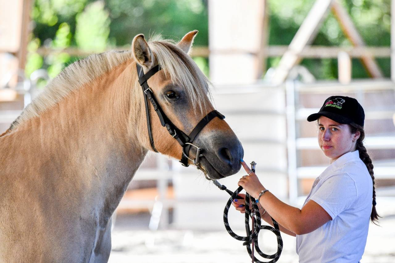 Mare Fjord For sale 2022 Buckskin