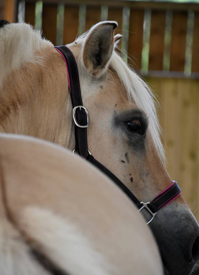 Mare Fjord For sale 2022 Buckskin