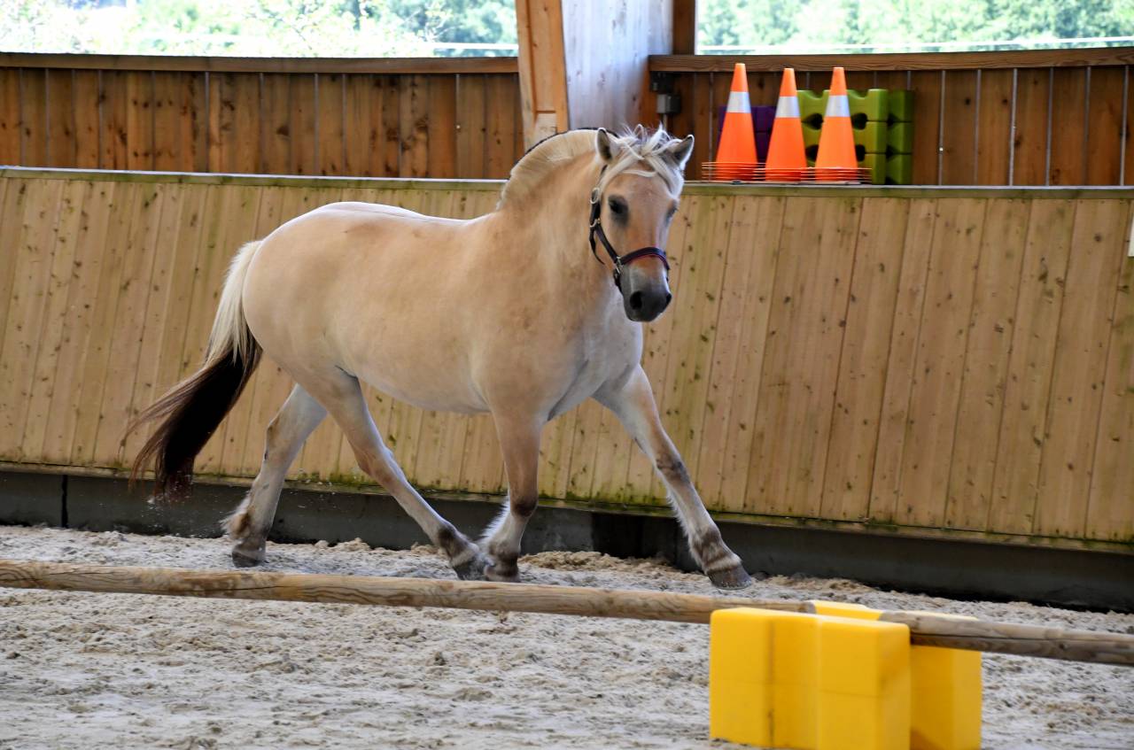 Mare Fjord For sale 2022 Buckskin