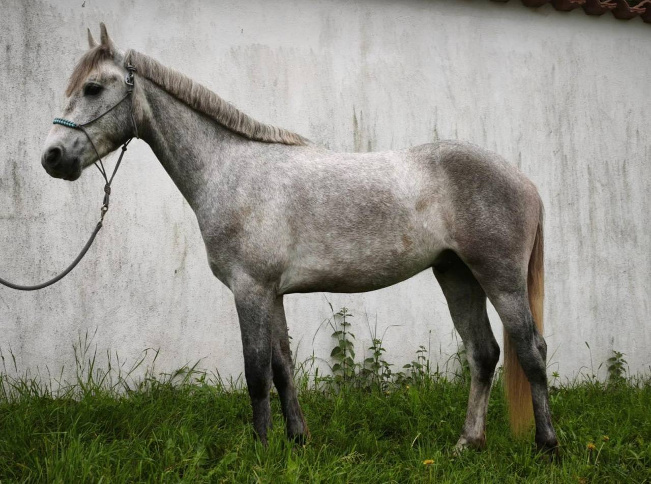 Gelding Connemara For sale 2023 Grey