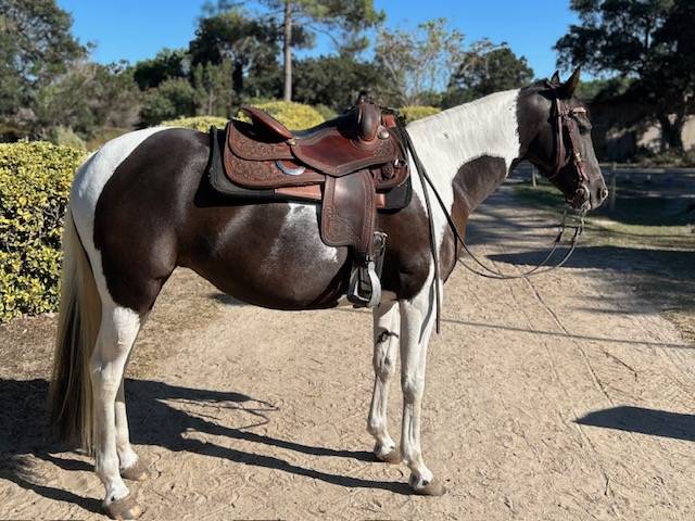 Mare Azteca For sale 2017 Paint