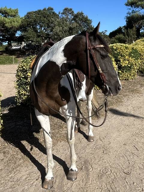 Mare Azteca For sale 2017 Paint